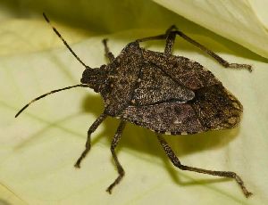 stink_bug_11
