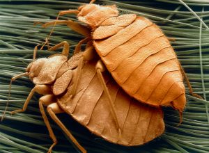 SEM of bed bugs