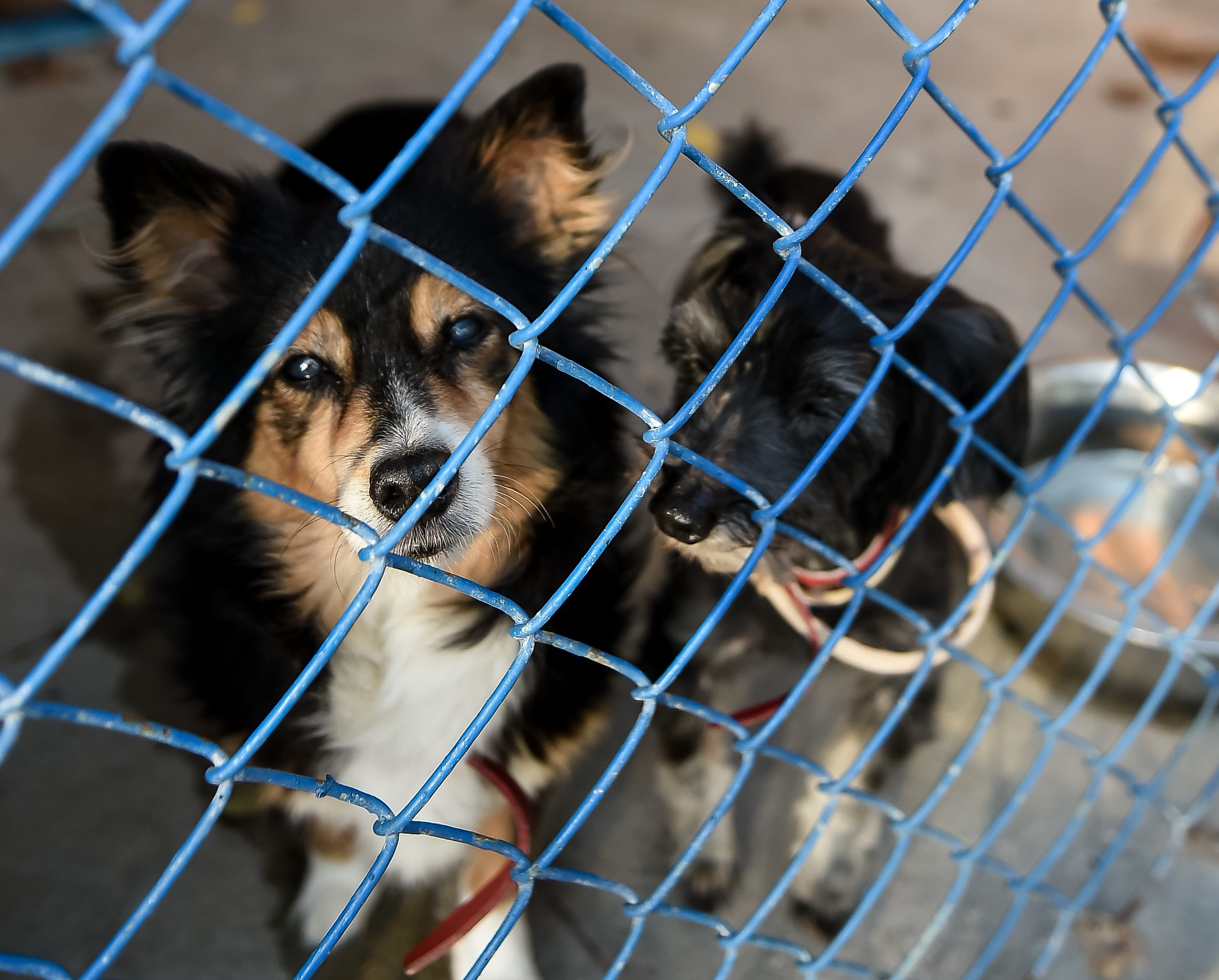 World Animal Day at Paluch animal shelter