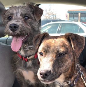 Joe's Dogs - Radio Now 100.9