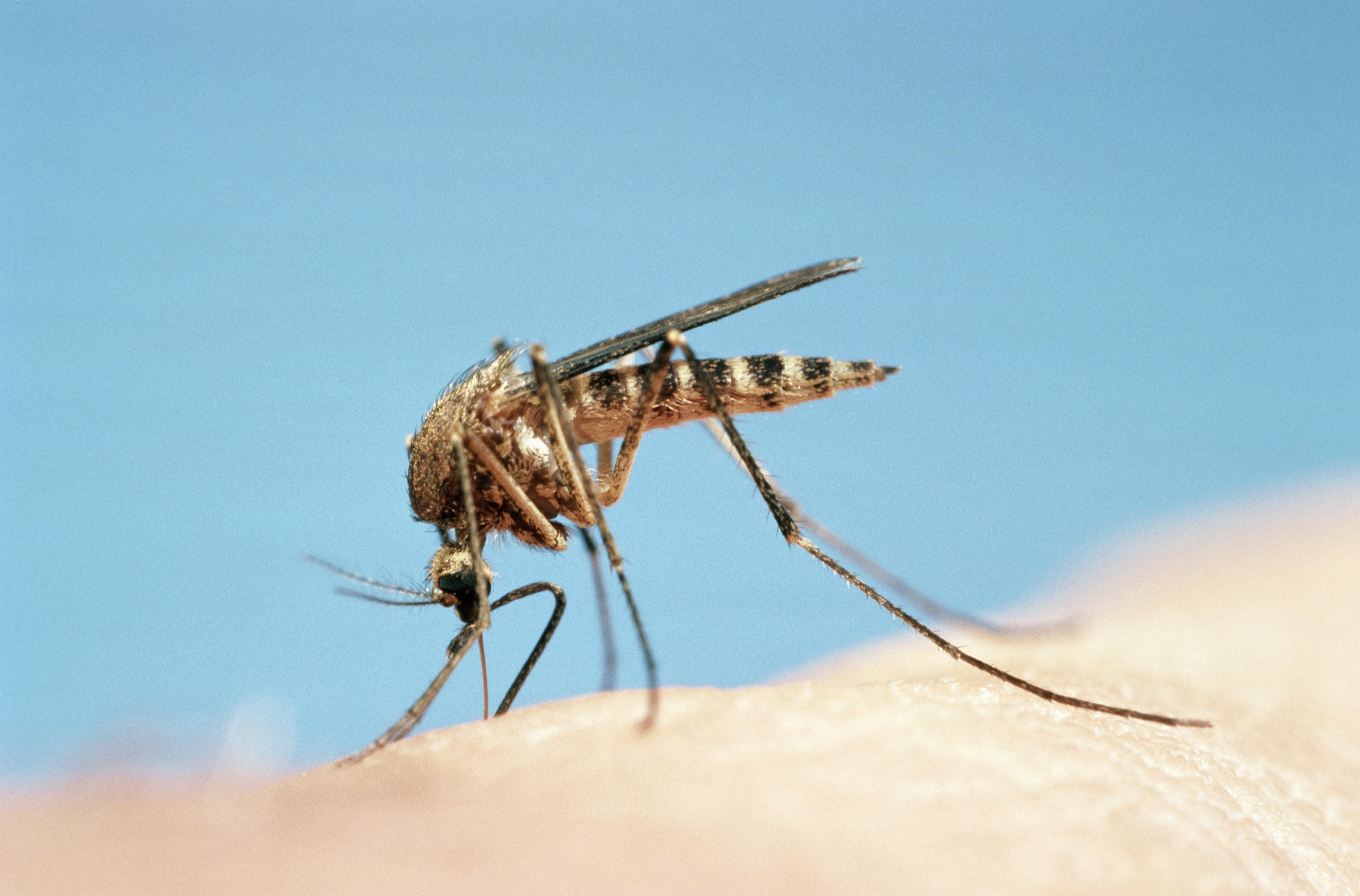 Mosquito (Culicidae sp) feeding, close-up