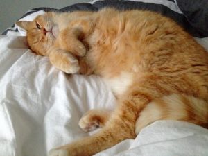 Pet of the Week