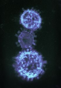 Previously Known Strains Of Coronavirus