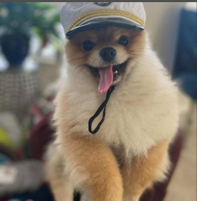 Cutest Pet Contest Winner