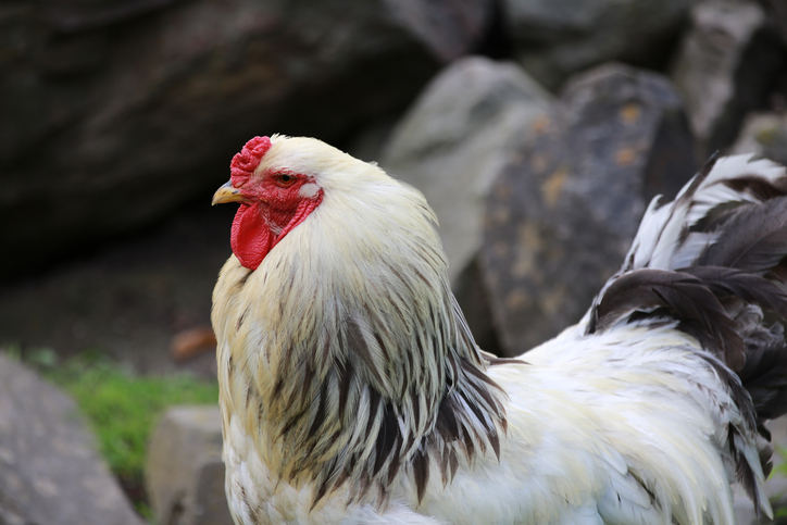 Close-Up Of A Bird